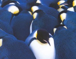 Pinguïns zoeken de warmte bij elkaar.